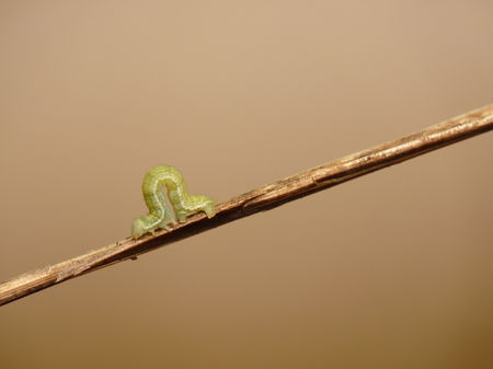 Chenille verte