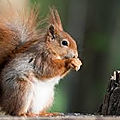Un écureuil de feuilles avec manuela, 29e inscrite
