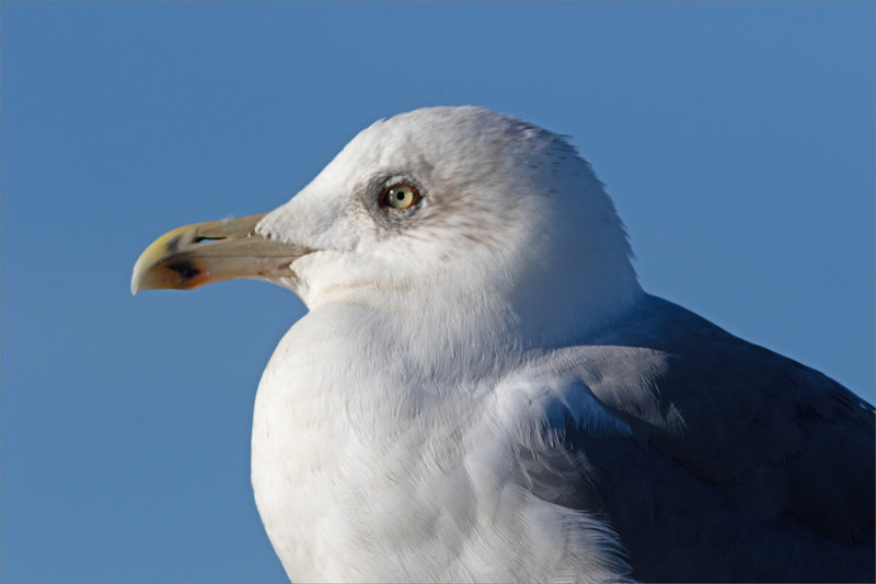Aiguillon pointe St-Clément 071021 ym 41 oiseau goeland GP ciel bleu