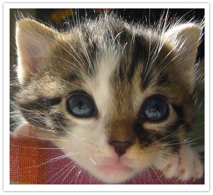 chaton22