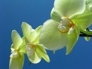 orchid_e