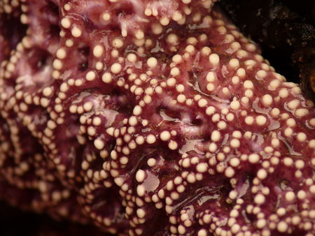 Etoile de mer