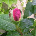 Mon jardin pas secret