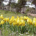 Iris nain