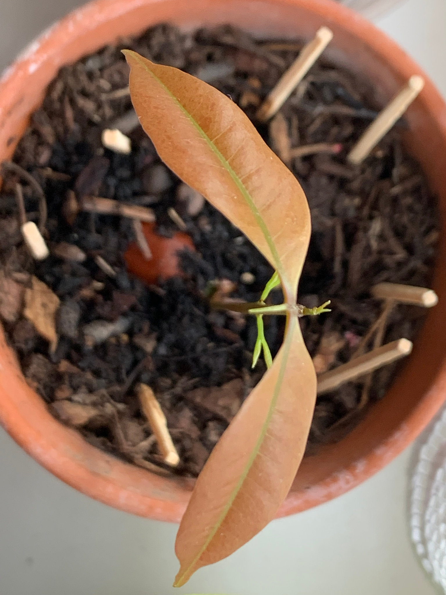 Comment Faire Pousser Un Noyau De Litchi Comment faire pousser du litchi en faisant germer un noyau? Regrowing  lychee - Goodwitch77 Mettez de la magie dans votre quotidien!
