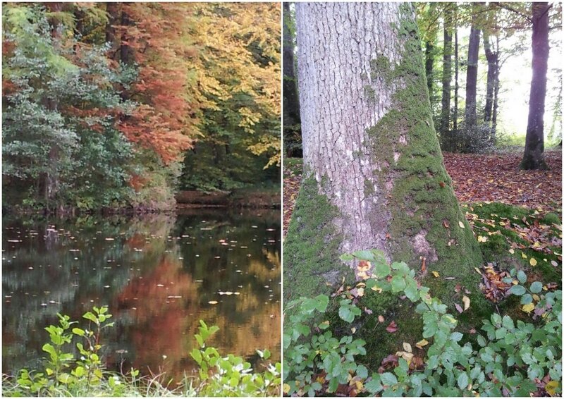 forêt 2