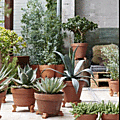 Plantes faciles, les succulentes sont décoratives, résistantes et peu exigeantes