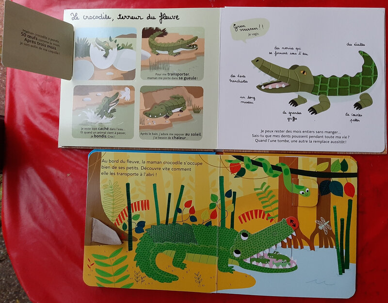 Le Crocodile De L'école Exploitation Maternelle Ah, les crocodiles ! -nous grandISSONS!