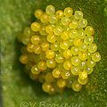 spores02
