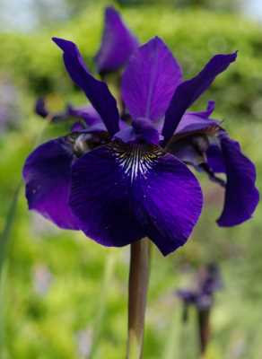 Iris sibirica 'Caesar's Brother'-400