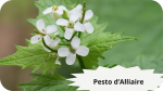 31 ALLIAIRE(3)Pesto d’alliaire-modified