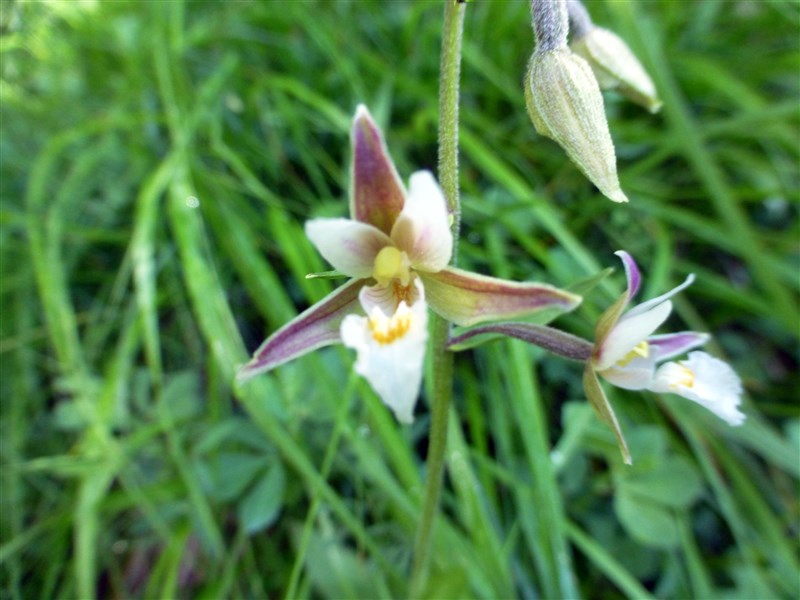 epipactis des marais (orchidée) (1)