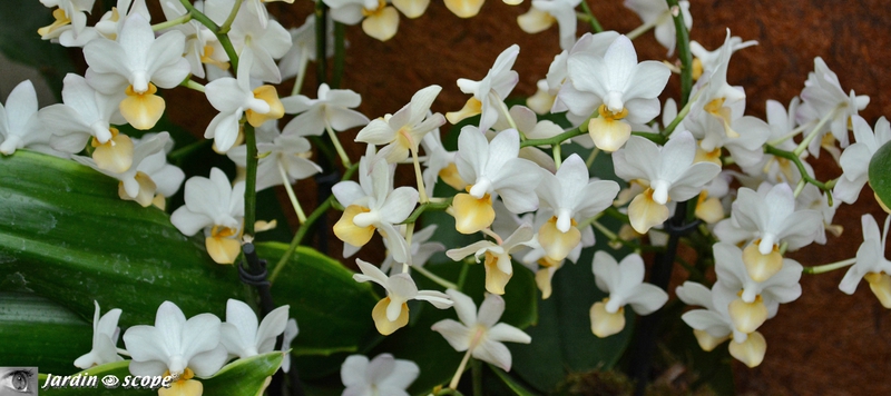 Orchidée-279