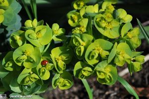 Euphorbia Myrsinite