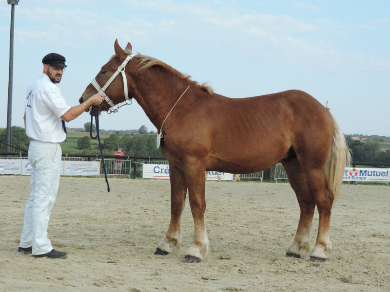 Joli Jumper de Sorrus - 19 Septembre 2020 - Concours des Etalons Boulonnais - Samer (62) - 5e (1 an (livre A))