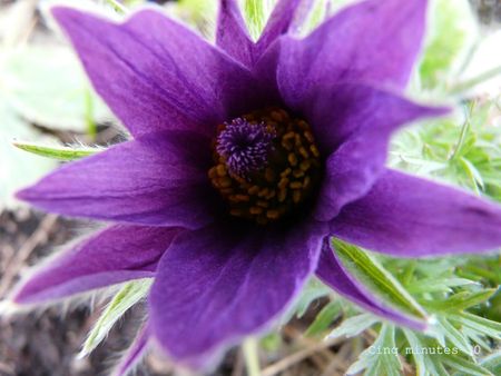 Le Dire Avec Des Fleurs 5min30s Ou La Recherche Du