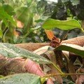 Attacus atlas