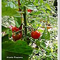 Les tomates cerises de mon jardin pour un apéritif.....