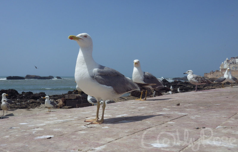 IMGP3073