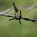 IMG_9631 - Copie