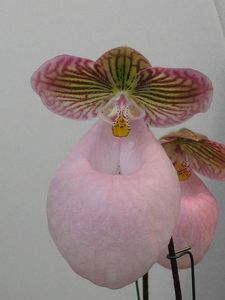 blog_orchid1