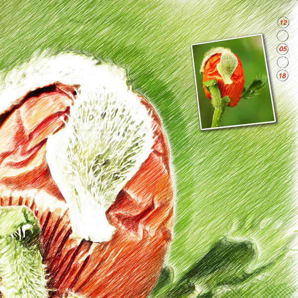 20180512 Coquelicot B