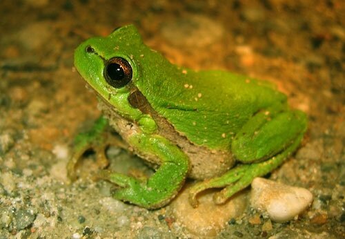 Conte De La Petite Grenouille Verte Les Jardins De Calude