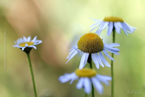 IMG_5842_1-signée