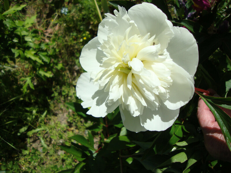 DSC06403