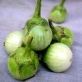 aubergine naine