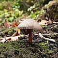 Champignon 1 taille mise à jour