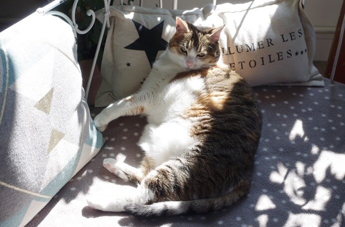 minette