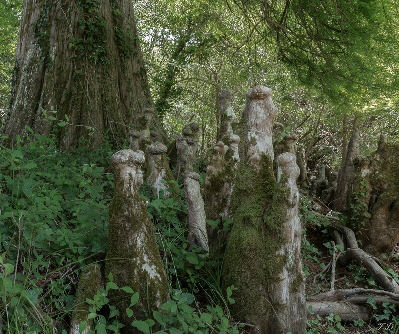 suricates