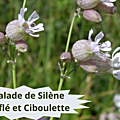 38 SILENE ENFLE(3) Salade de Silène Enflé et Ciboulette