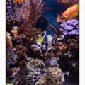 apolemichhys7661_280409