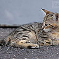 Photos JMP©Koufra 12 - Le Caylar - chat - chaton - 16072019 - 0009