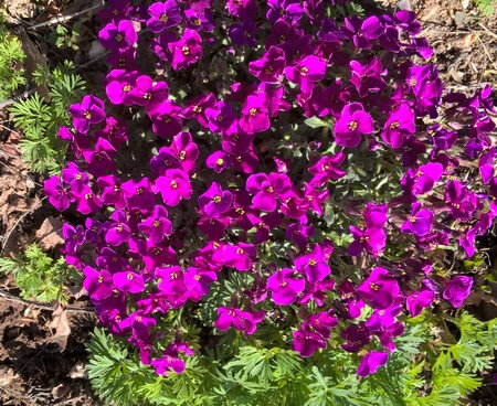 20190331 aubretia