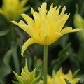 Tulipe yellow flight