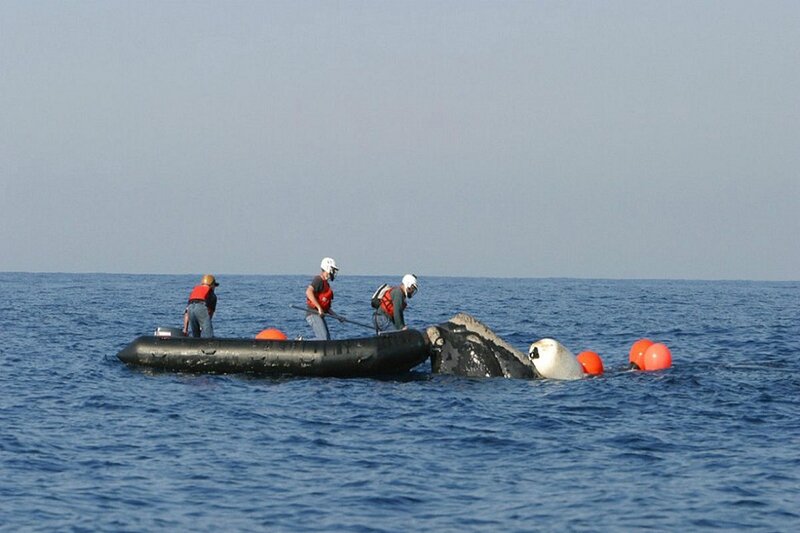 SAUVETAGE D'UNE BALEINE FRANCHE ENCHEVETREE