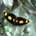 Catonephele numilia mâle (♂)• Nymphalidae • Costa Rica