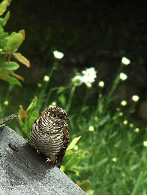 Bebe Coucou Au Fond Du Jardin