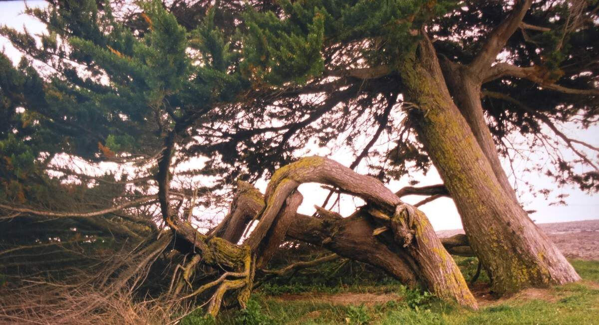 Mon Arbre De Raymond Depardon Claudine Nougaret 2019 Shangols
