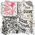 Histoire de la rose : 6 000 ans de passion