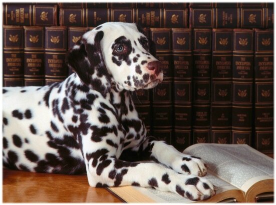 rentreeanimaux (1)