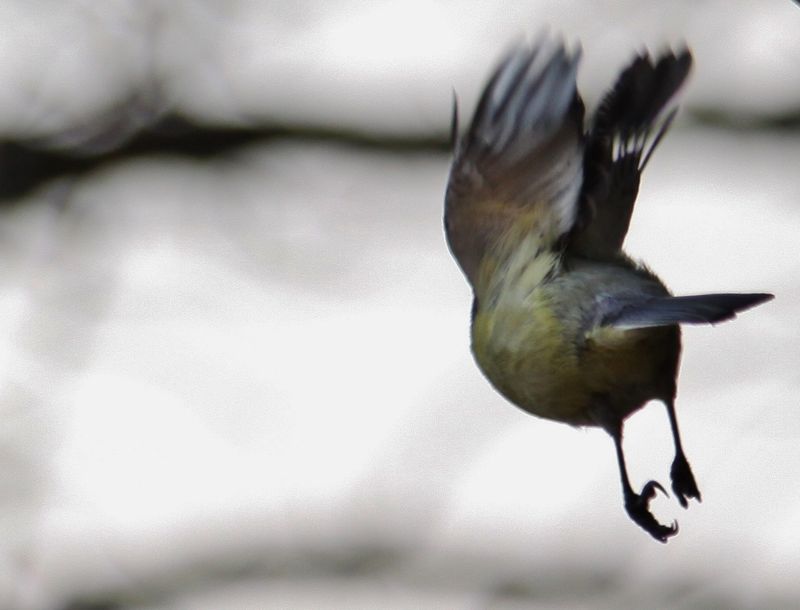 rapace diurne en 7 lettres