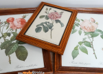Planches-Fleurs-Redouté-5-muluBrok-Vintage