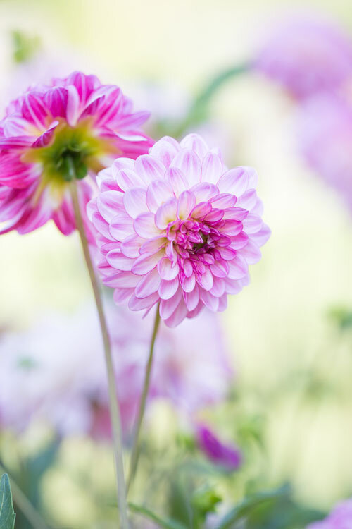 dahlia02