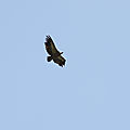 Penas d'Itxusi, falaise des vautours, vautours en vol (64)