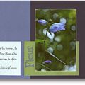 Fleur bleue1
