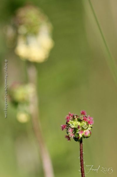 IMG_1165-signée
